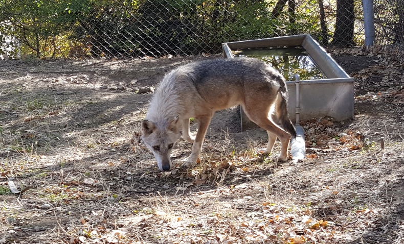 Δύο αδέρφια λύκους από τη Σερβία υιοθέτησε ο «Αρκτούρος» (ΦΩΤΟ)-1