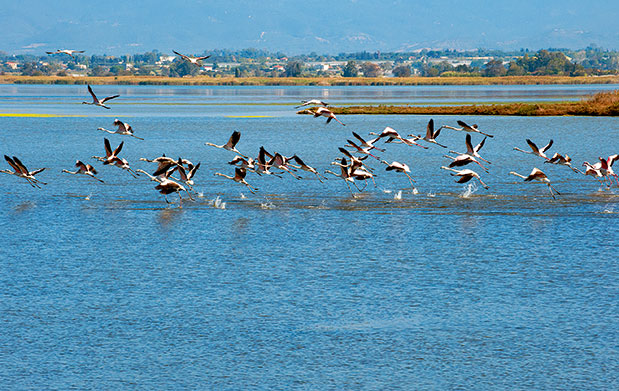 Κοτύχι-Στροφιλιά: Tα μυστικά των υγρότοπων-4