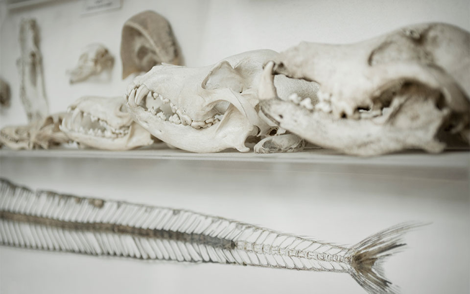 Ο πατέρας της χελώνας bacharidisi-1