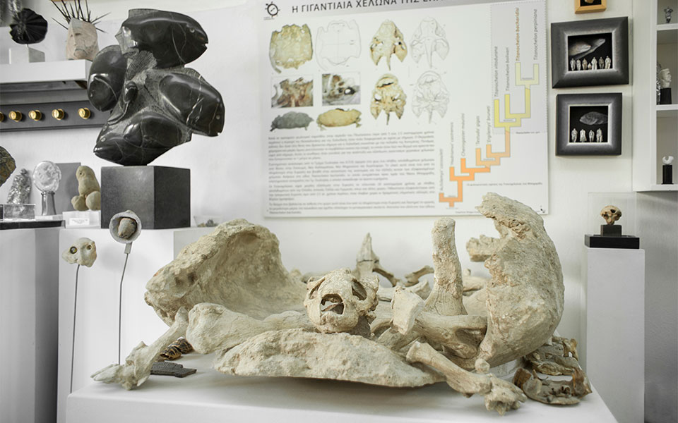 Ο πατέρας της χελώνας bacharidisi-3