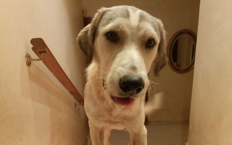 Σύντροφοι ζωής-1