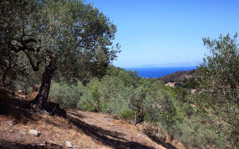 Αειφόρο λιοστάσι 40 στρεμμάτων, δίπλα στη θάλασσα, στη Λακωνία-1