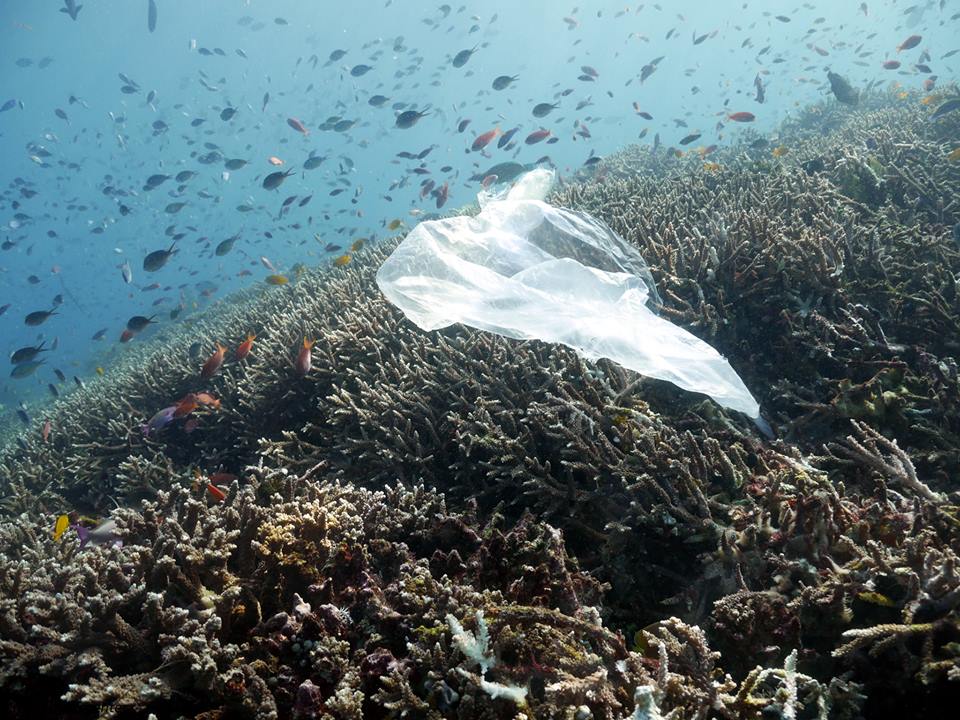Μόλυνση από πλαστικό: οι επιστήμονες ζητούν την προστασία των θαλάσσιων οργανισμών-2