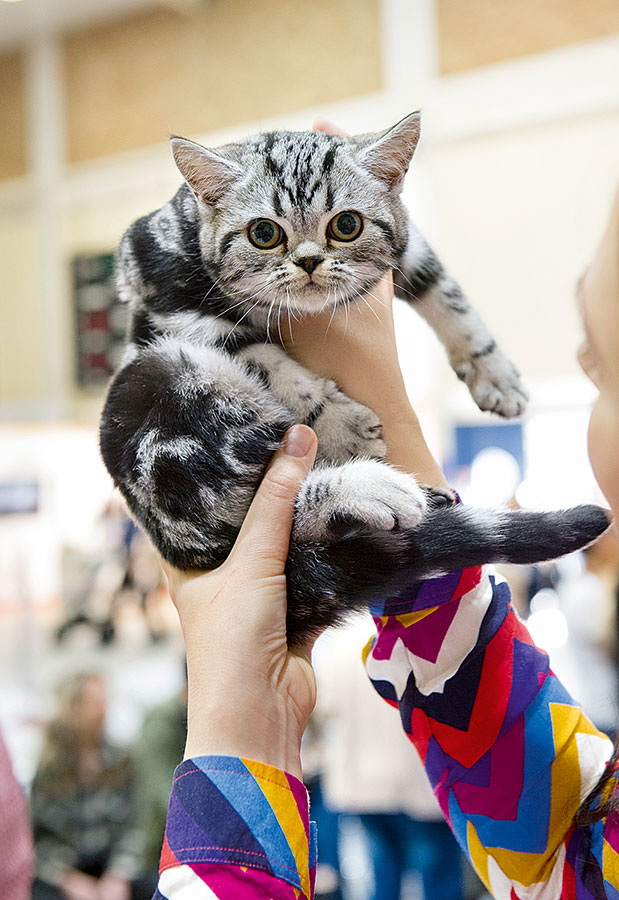 «Έμοιαζε σαν τίγρης!»-1