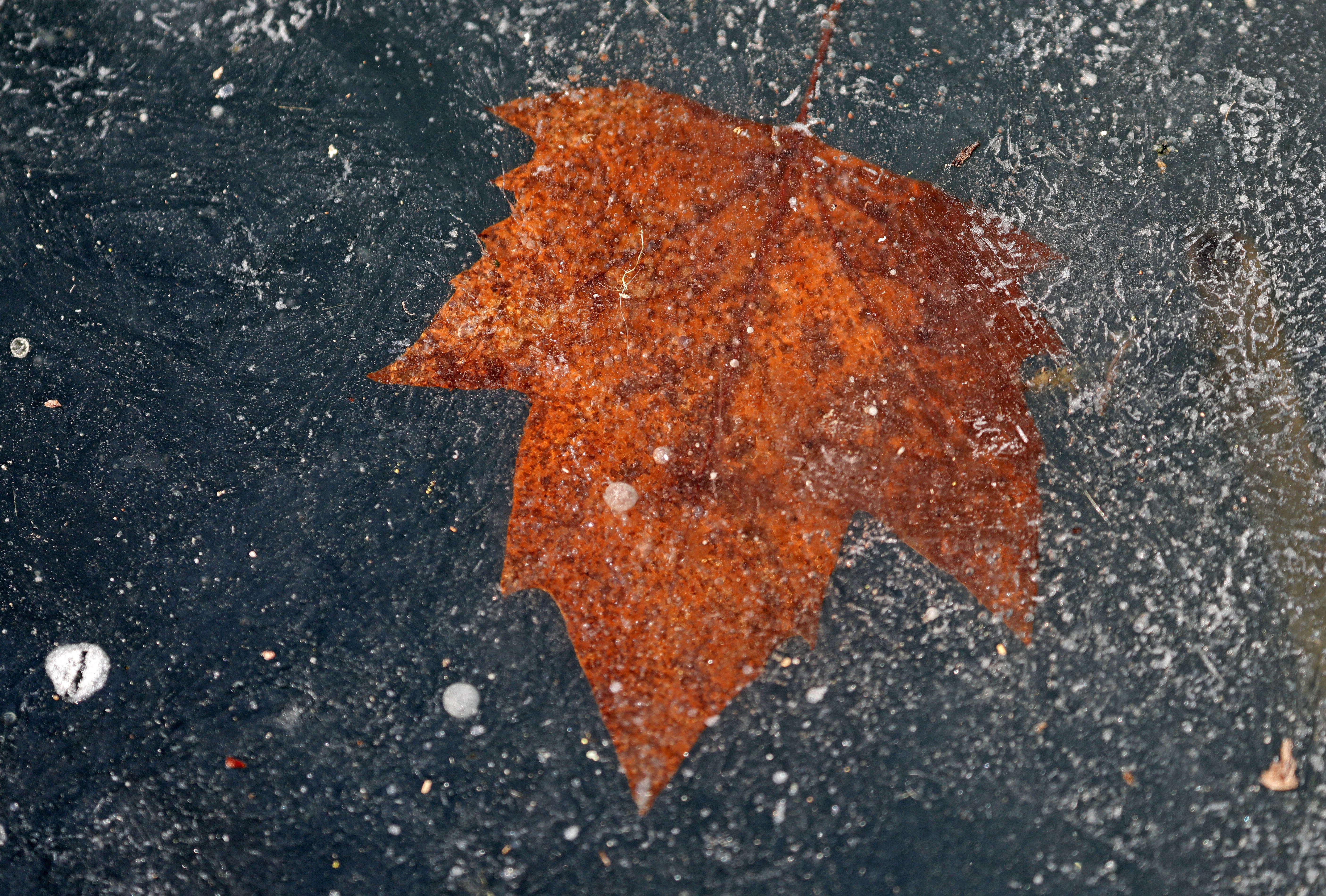 Η Ευρώπη «στον πάγο» – Δεκάδες νεκροί και τεράστια προβλήματα από το δριμύ ψύχος-5