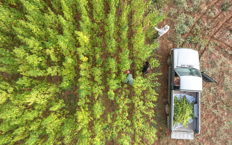 (Σχεδόν) όλα  όσα θα θέλατε να μάθετε για την ιατρική κάνναβη και φοβάστε να ρωτήσετε-2