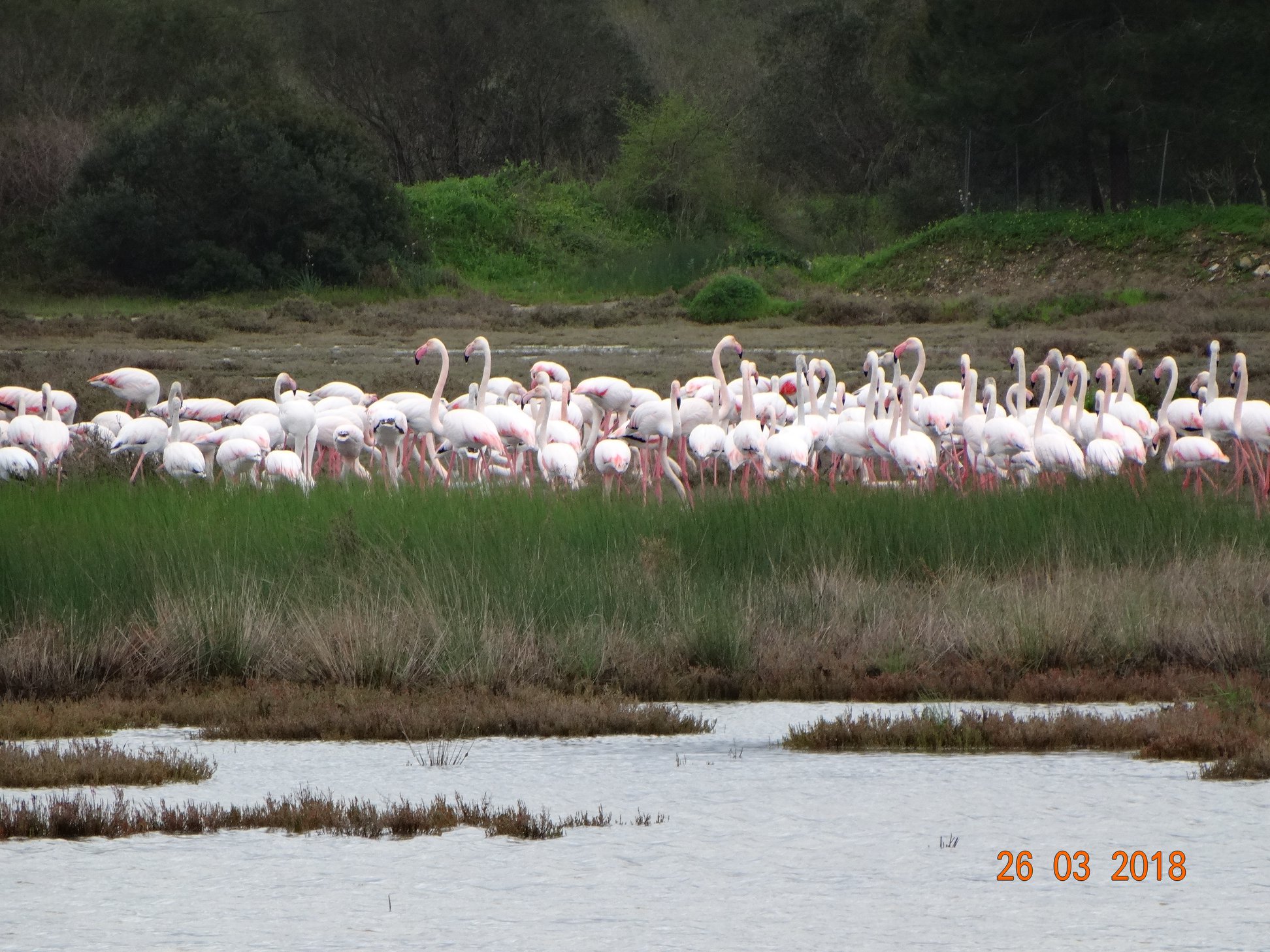 Εντυπωσιακές εικόνες από την άφιξη των ροζ φλαμίνγκο στη λιμνοθάλασσα της Λευκίμμης-1