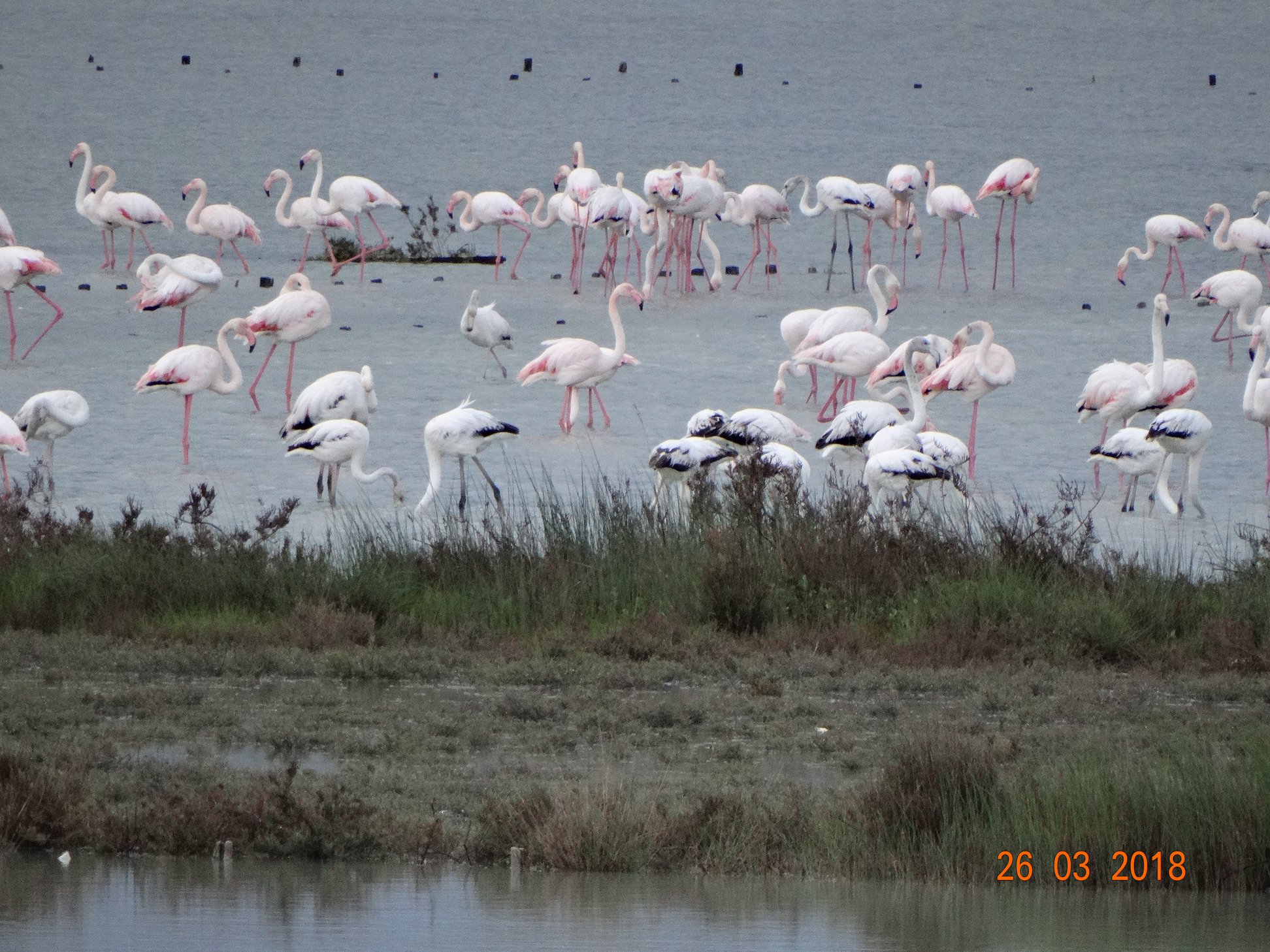 Εντυπωσιακές εικόνες από την άφιξη των ροζ φλαμίνγκο στη λιμνοθάλασσα της Λευκίμμης-2