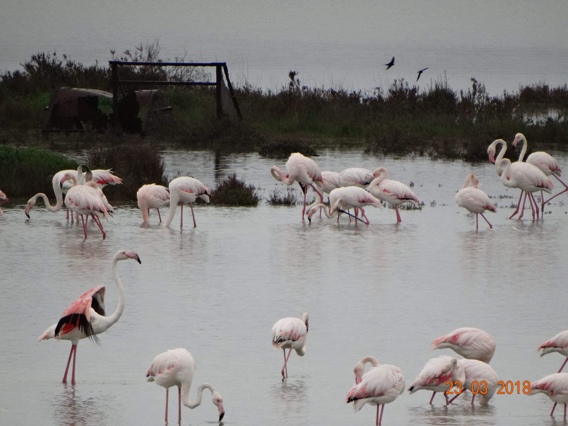 Εντυπωσιακές εικόνες από την άφιξη των ροζ φλαμίνγκο στη λιμνοθάλασσα της Λευκίμμης-3