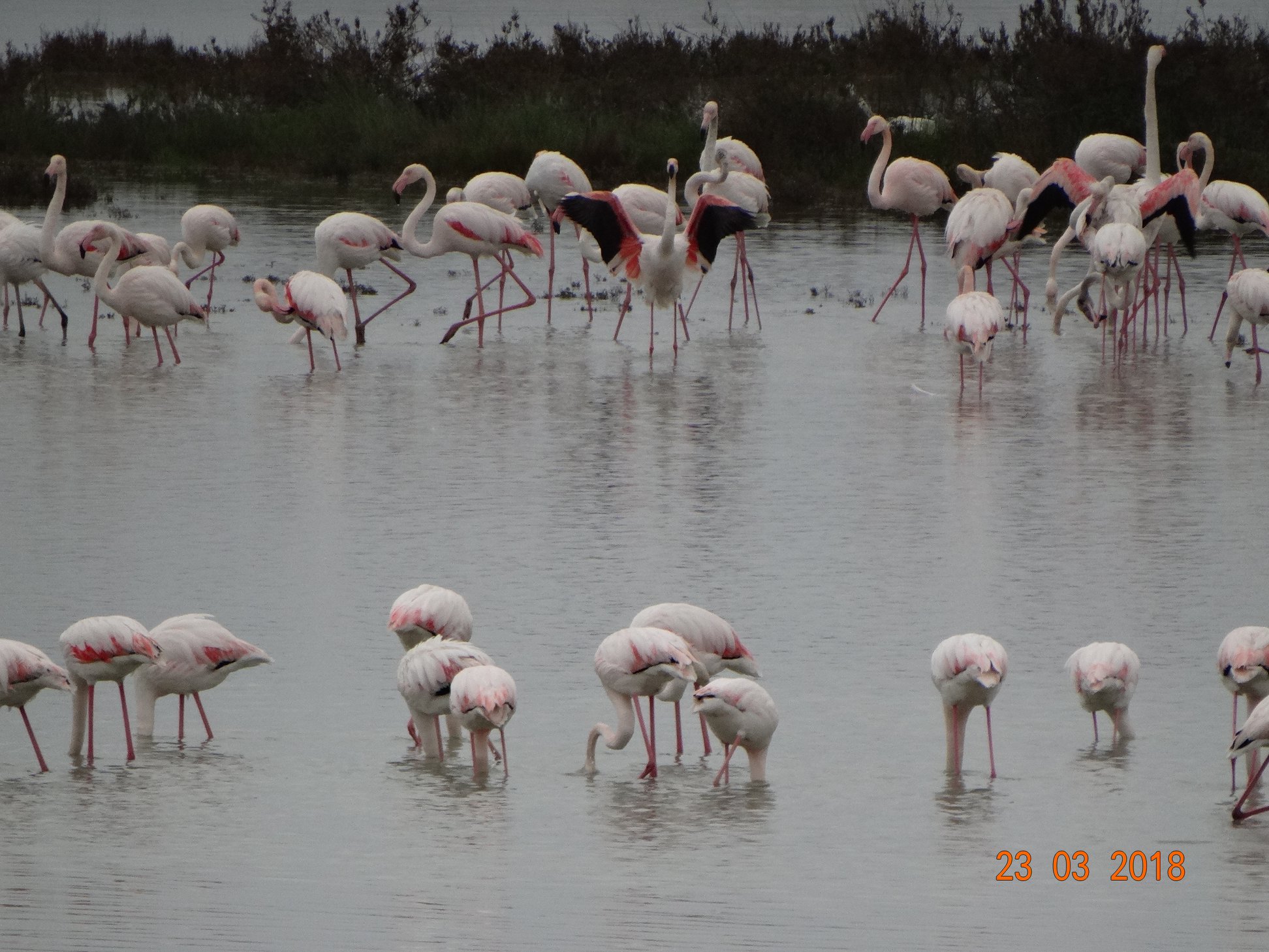 Εντυπωσιακές εικόνες από την άφιξη των ροζ φλαμίνγκο στη λιμνοθάλασσα της Λευκίμμης-4