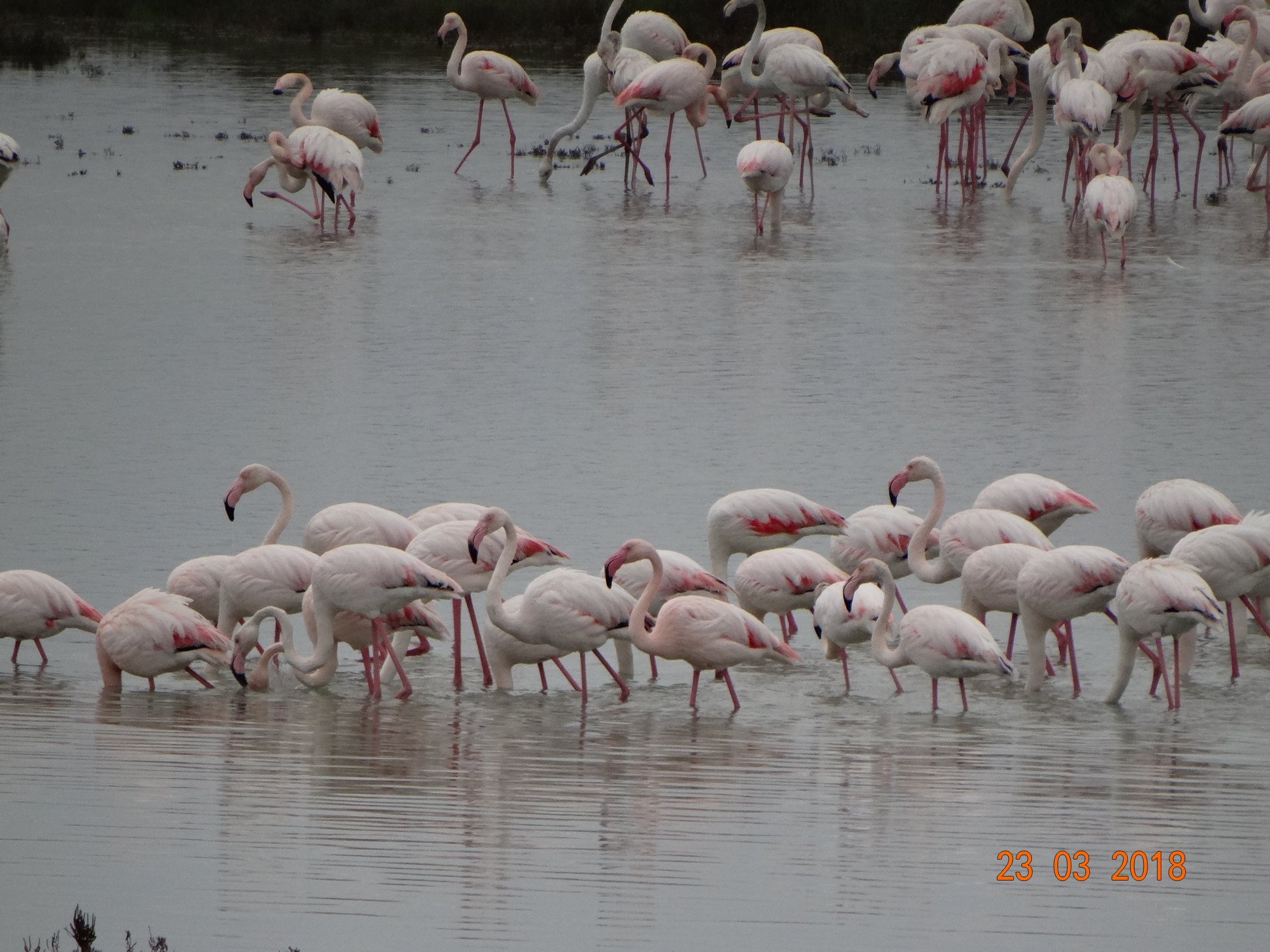 Εντυπωσιακές εικόνες από την άφιξη των ροζ φλαμίνγκο στη λιμνοθάλασσα της Λευκίμμης-5