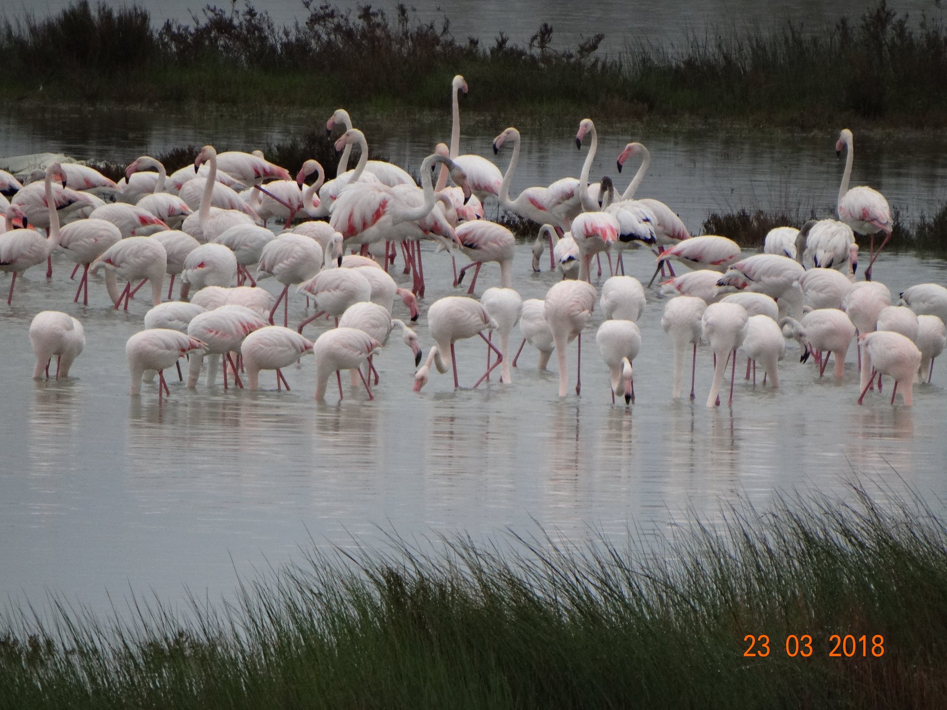 Εντυπωσιακές εικόνες από την άφιξη των ροζ φλαμίνγκο στη λιμνοθάλασσα της Λευκίμμης-7