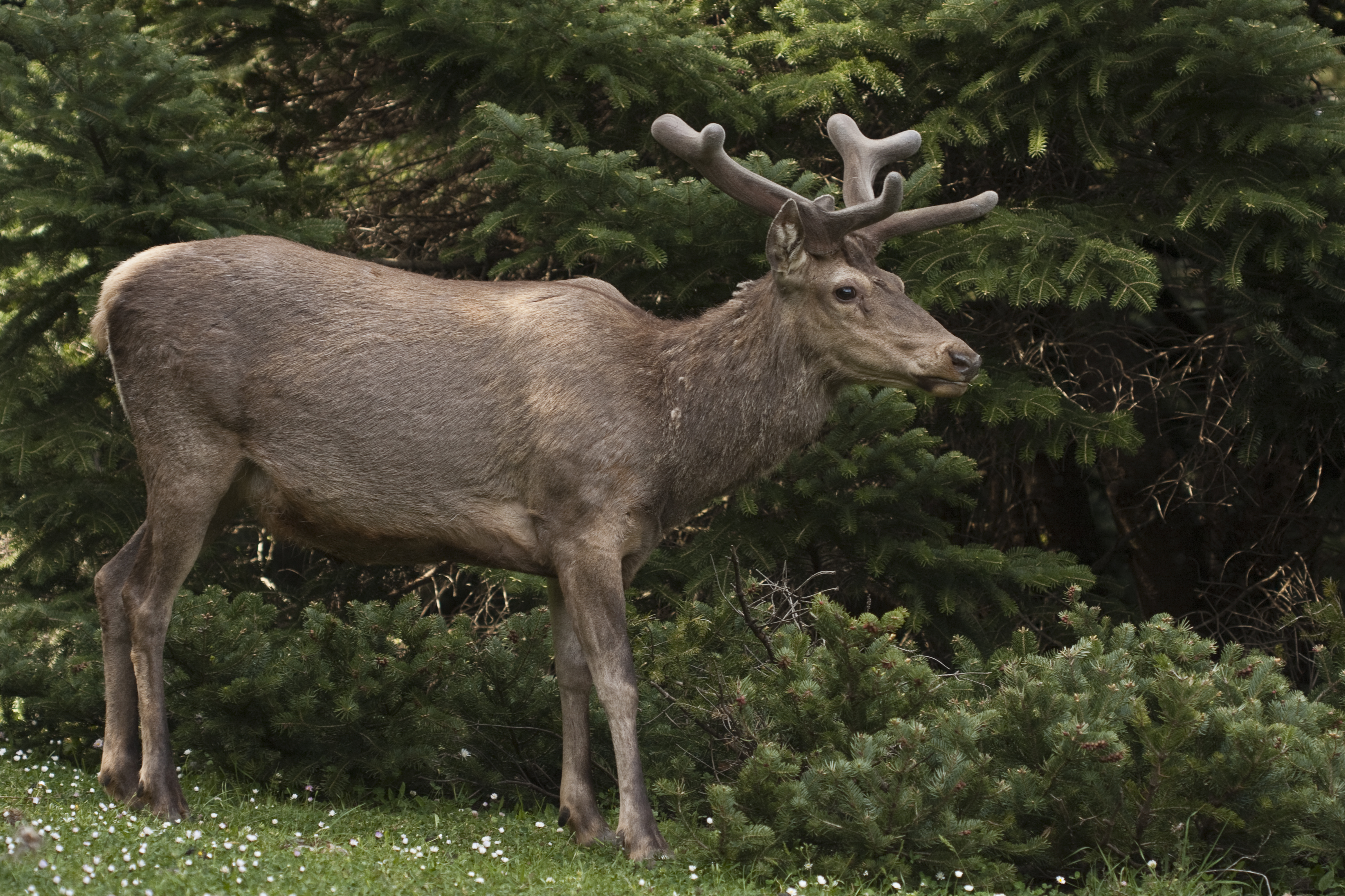 WWF: Στα πρόθυρα εξαφάνισης το κόκκινο ελάφι στην Ελλάδα-2