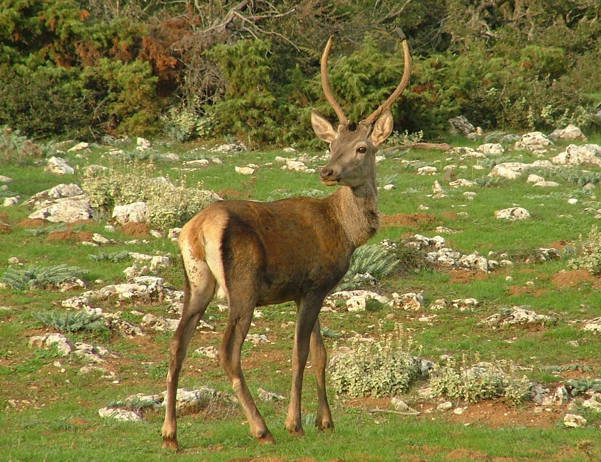 WWF: Στα πρόθυρα εξαφάνισης το κόκκινο ελάφι στην Ελλάδα-1