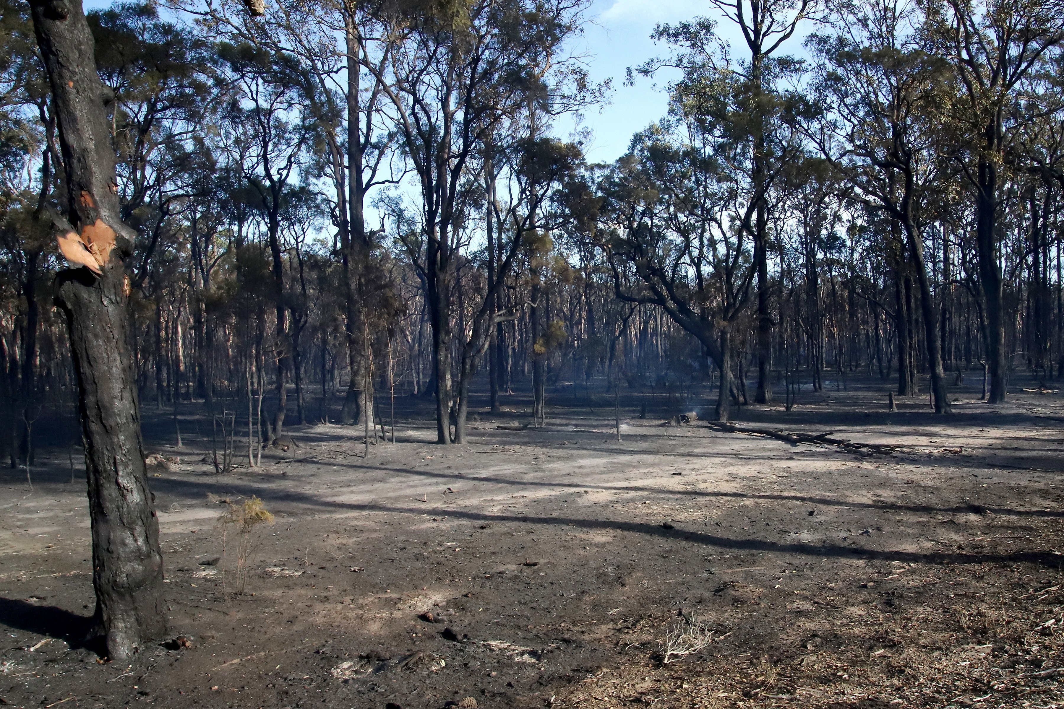 Μεγάλη δασική πυρκαγιά απειλεί κατοικίες στα προάστια του Σίδνεϊ-3
