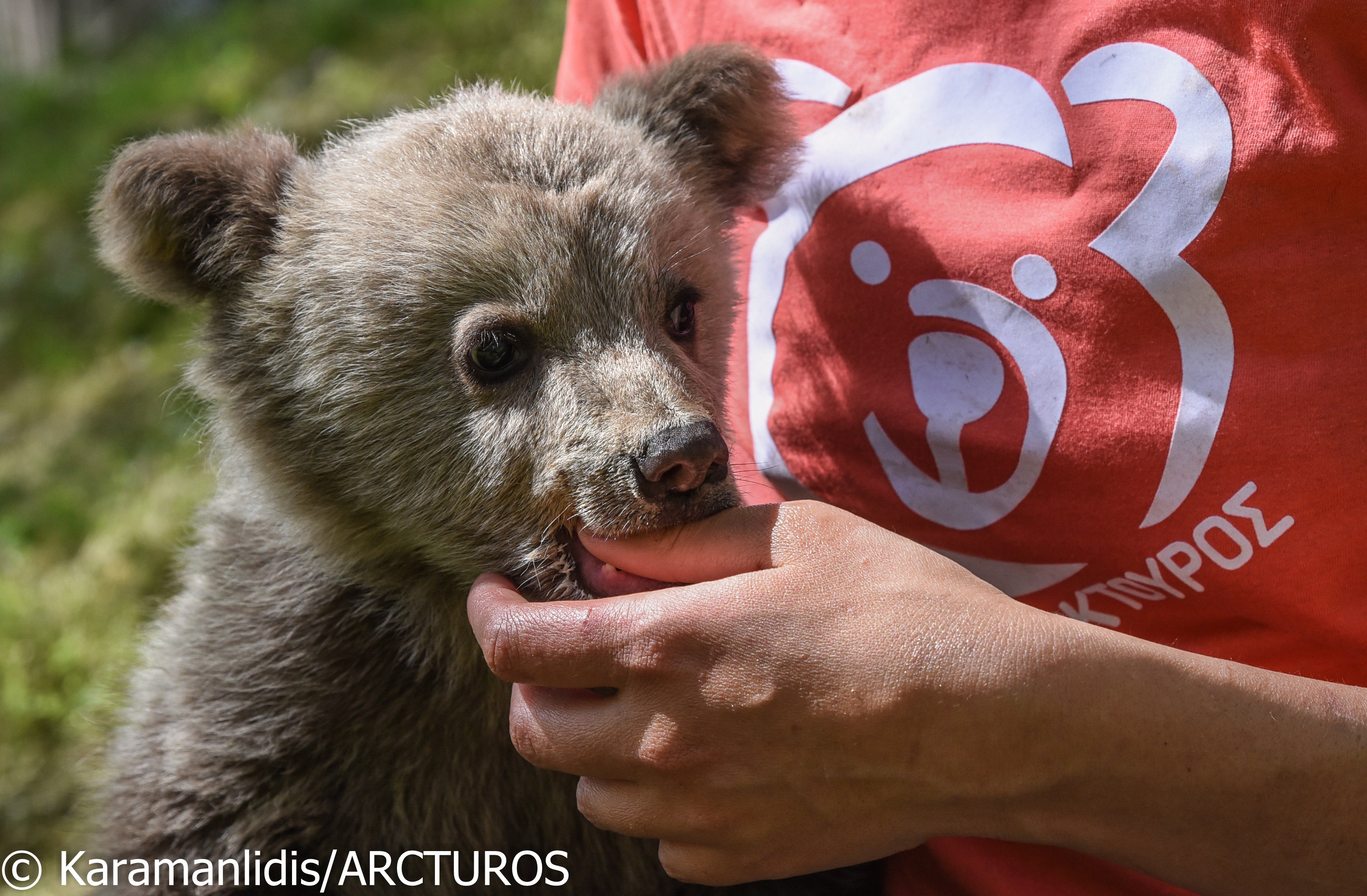 Υπό την περίθαλψη του «Αρκτούρου» αρκουδάκι με έφεση στο …ποδόσφαιρο-1