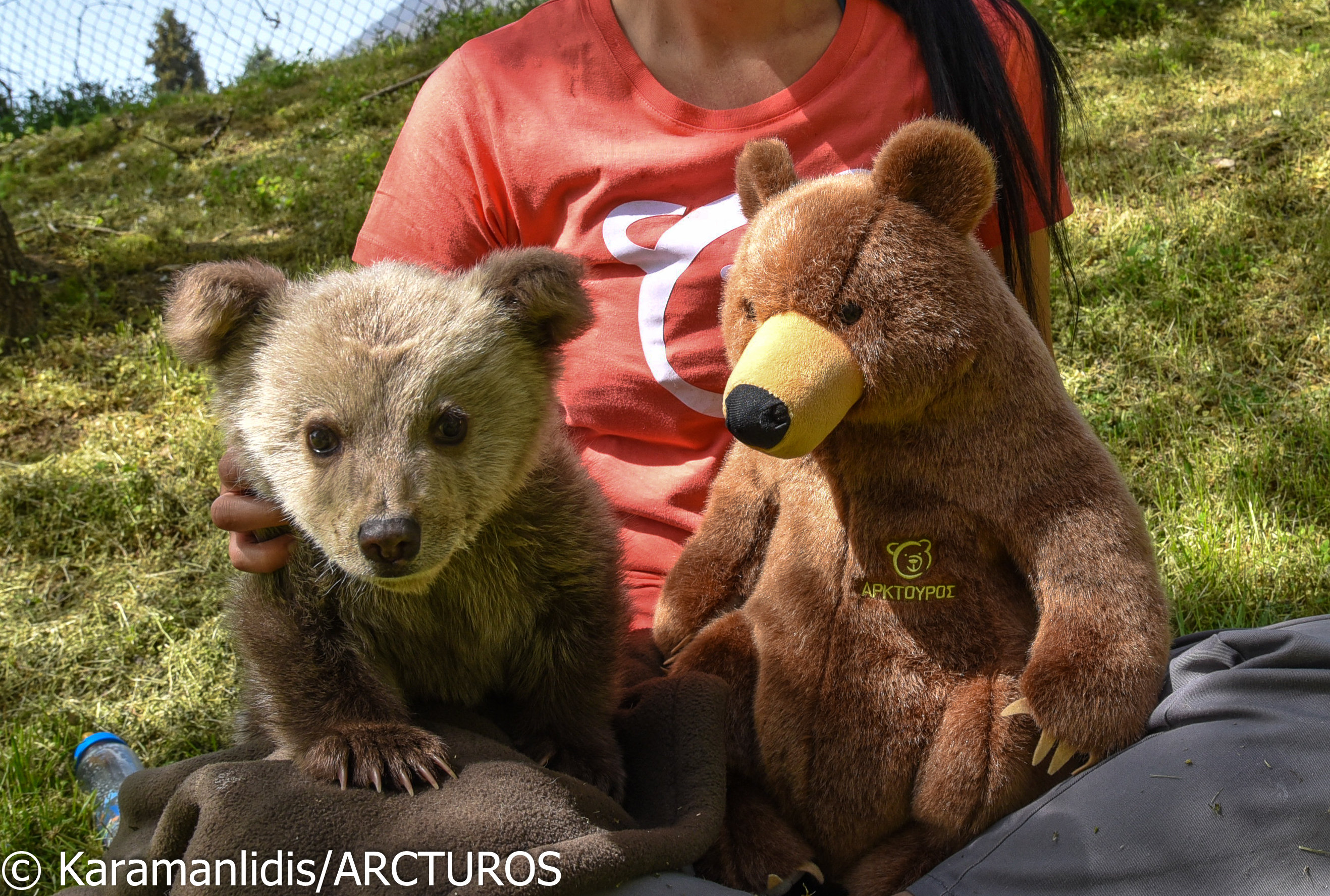 Υπό την περίθαλψη του «Αρκτούρου» αρκουδάκι με έφεση στο …ποδόσφαιρο-2