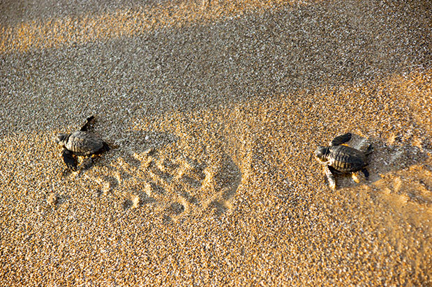 Πέντε «πράσινοι» ήρωες του τουρισμού-9