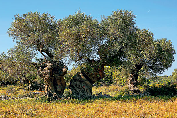 Ζάκυνθος: Στα βόρεια κρύβεται η ομορφιά-3