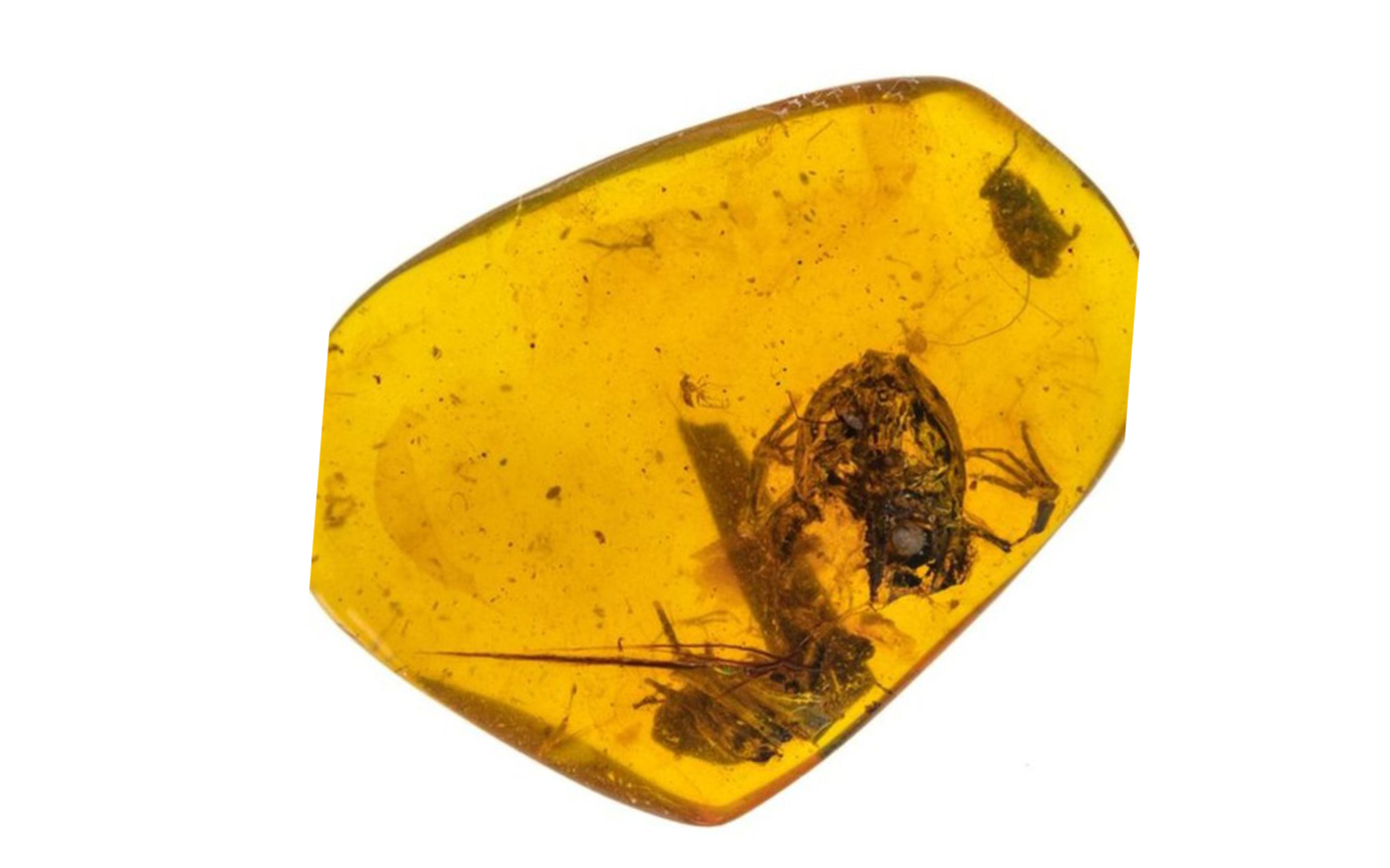 Ανακαλύφθηκαν βάτραχοι παγιδευμένοι μέσα σε κεχριμπάρι ηλικίας 99 εκατομμυρίων ετών (φωτογραφία)-1