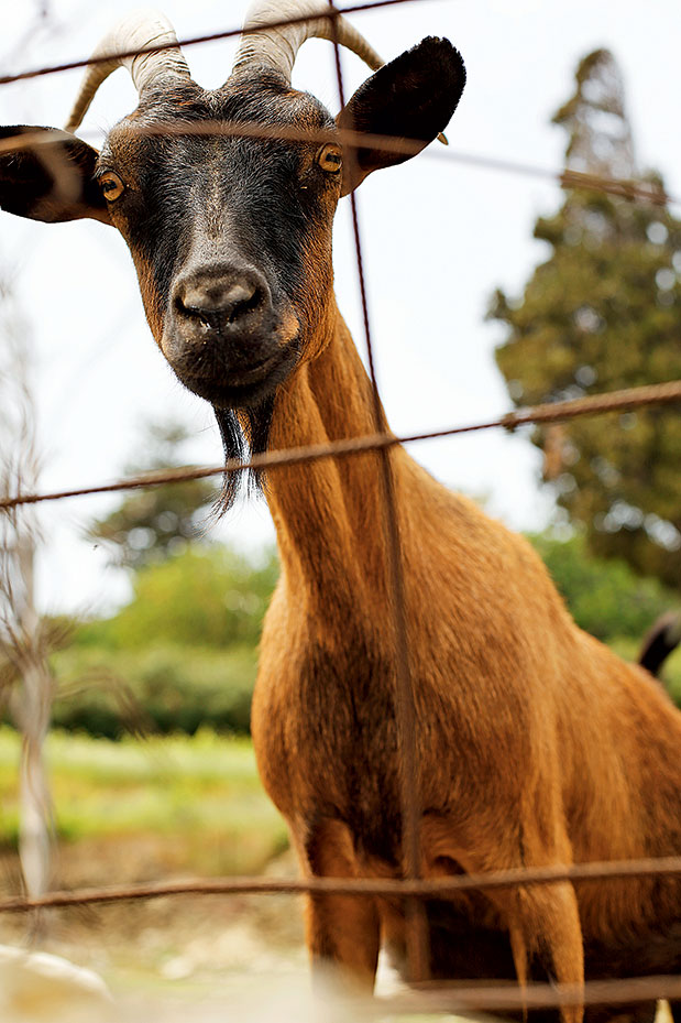 Άνδρος: Πολλά νησιά σε ένα-10