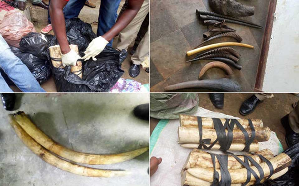 Η Interpol κατέσχεσε πύθωνες, κροκόδειλους και χιλιάδες άλλα άγρια ζώα (φωτογραφίες)-5