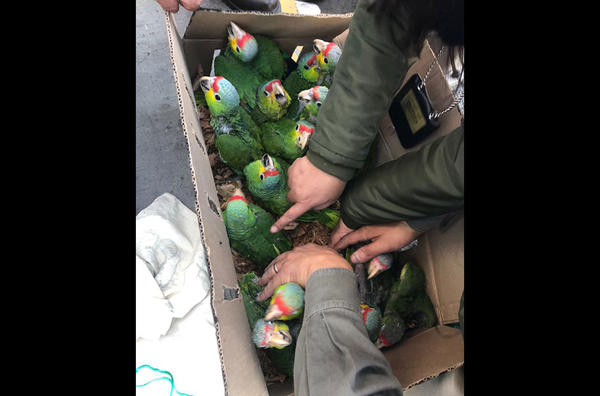 Η Interpol κατέσχεσε πύθωνες, κροκόδειλους και χιλιάδες άλλα άγρια ζώα (φωτογραφίες)-2