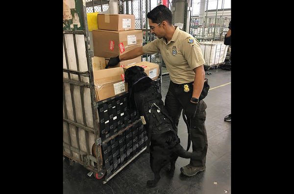 Η Interpol κατέσχεσε πύθωνες, κροκόδειλους και χιλιάδες άλλα άγρια ζώα (φωτογραφίες)-1