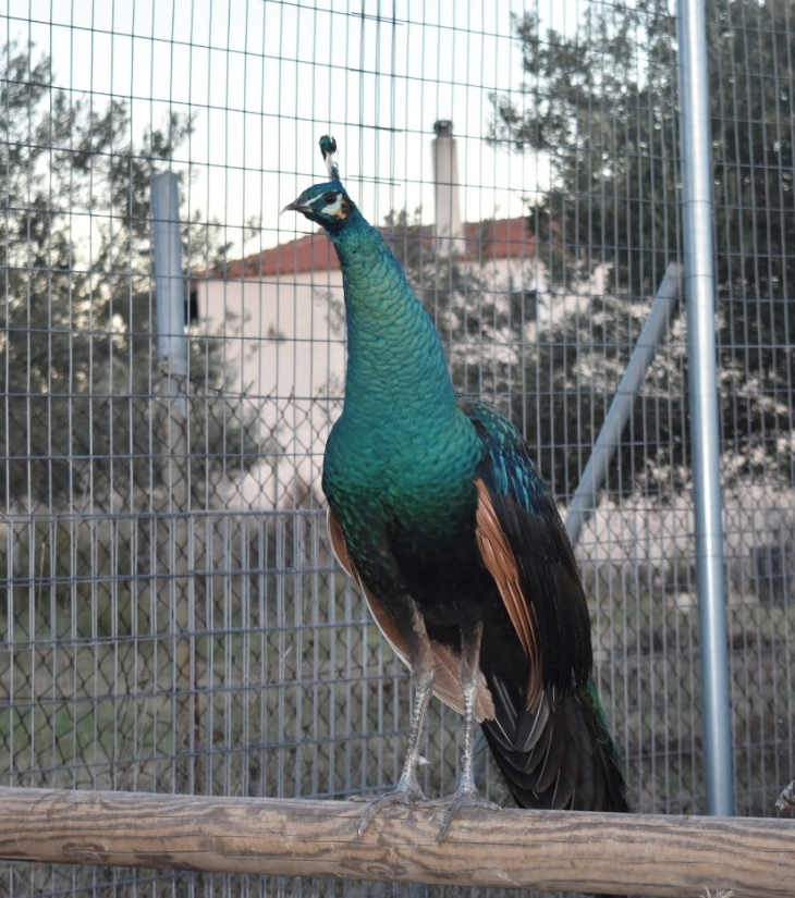 Σπάνια και εξωτικά πτηνά γεννιούνται και μεγαλώνουν στην Αττική (Φωτογραφίες)-1