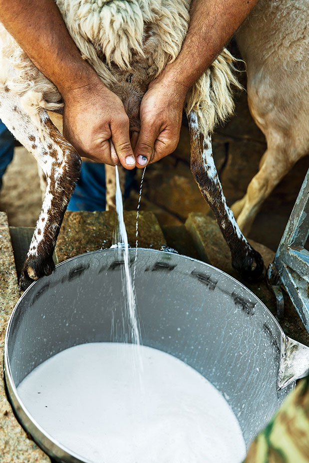Αγρότες  για μια μέρα-2