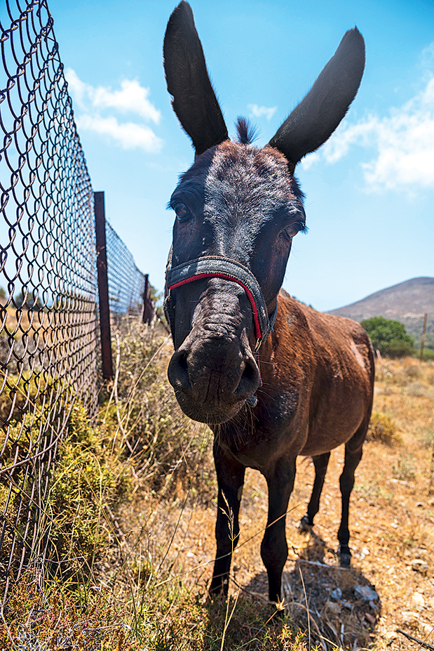 Τήλος, η εναλλακτική-3