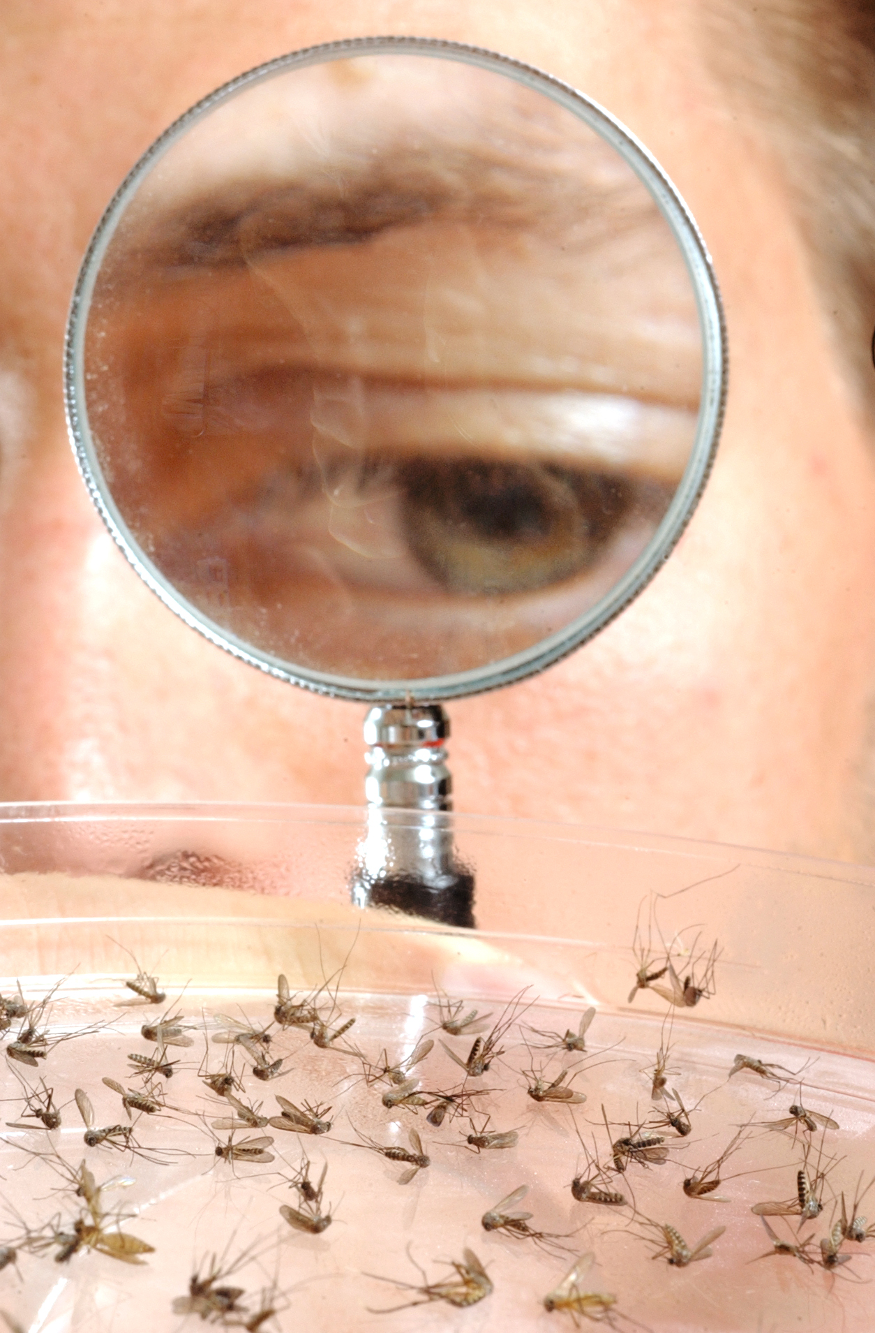 Ιός Δυτικού Νείλου: Η μετάδοσή του, τα συμπτώματα και τι πρέπει να προσέχουμε-4