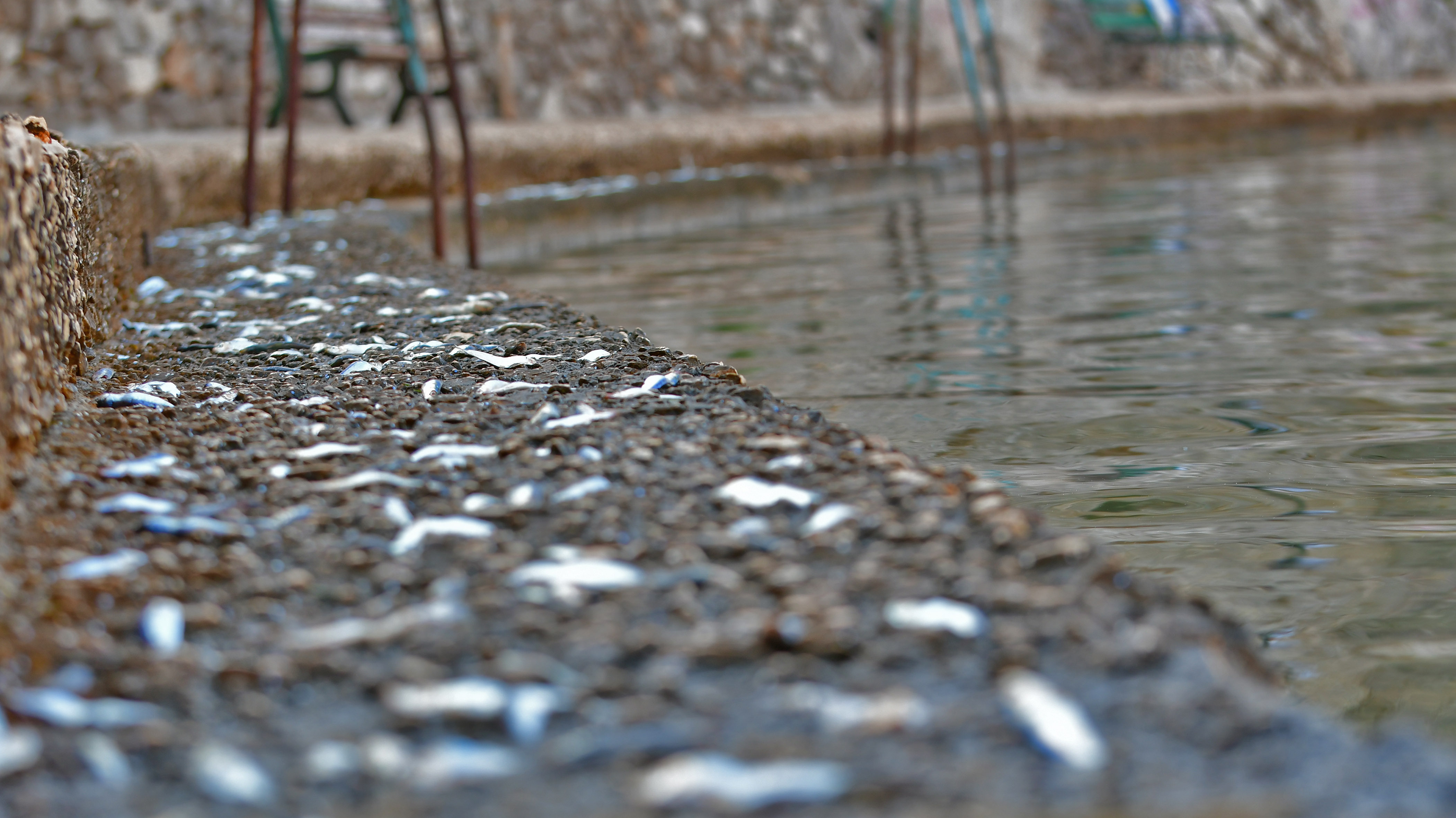 Εκατοντάδες σαρδέλες βγήκαν στη στεριά στο Ναύπλιο (φωτογραφίες)-1