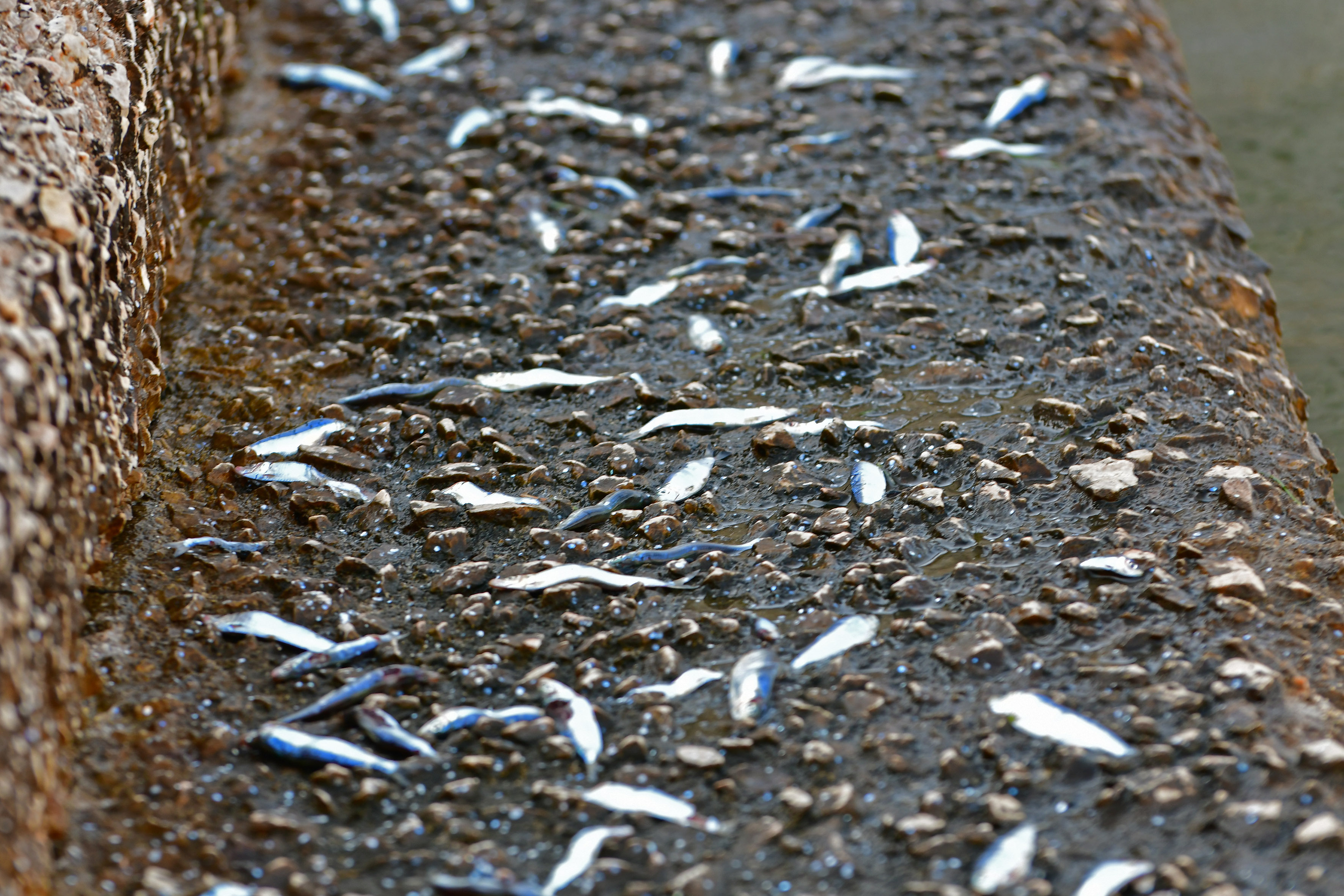 Εκατοντάδες σαρδέλες βγήκαν στη στεριά στο Ναύπλιο (φωτογραφίες)-3