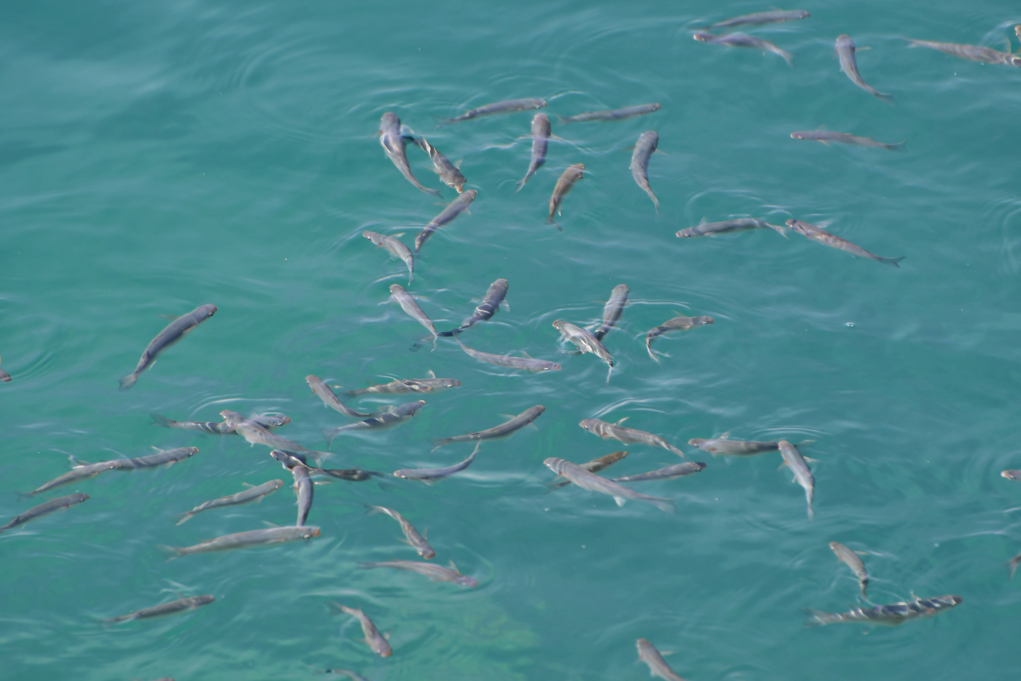 Εκατοντάδες σαρδέλες βγήκαν στη στεριά στο Ναύπλιο (φωτογραφίες)-4