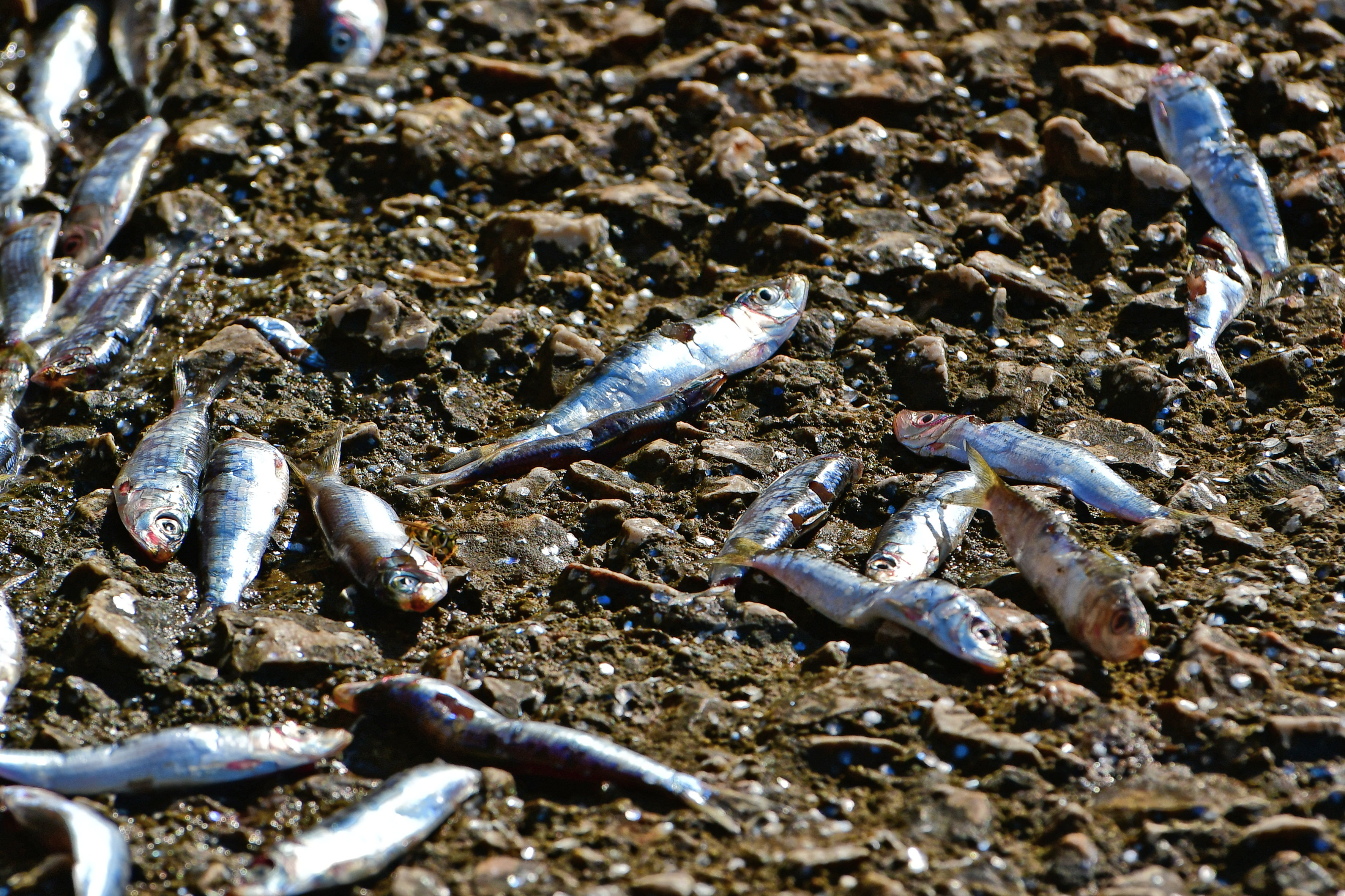 Εκατοντάδες σαρδέλες βγήκαν στη στεριά στο Ναύπλιο (φωτογραφίες)-5