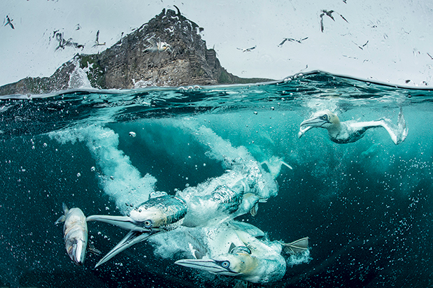 Φτερωτός κόσμος-5