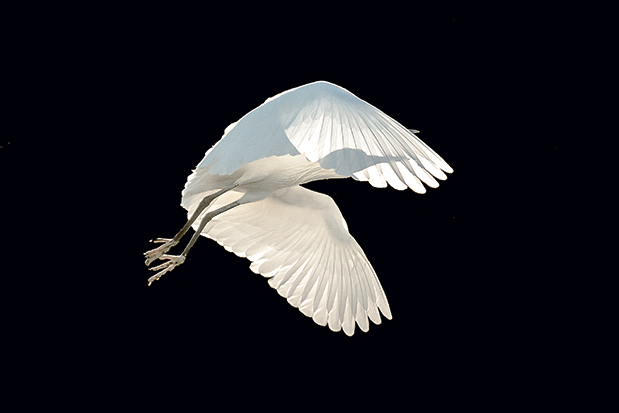 Φτερωτός κόσμος-4