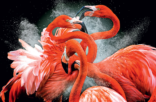 Φτερωτός κόσμος-3