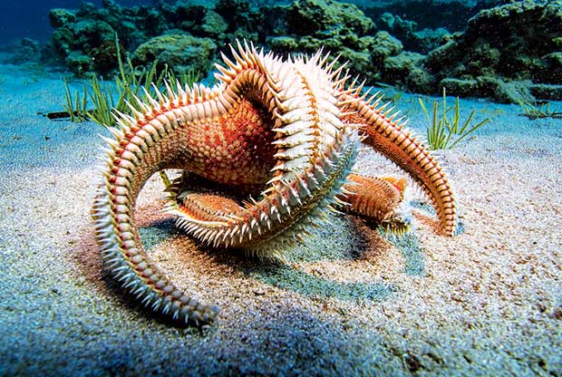 Φωτογραφίες… μιας ανάσας στον βυθό της Αμοργού-3