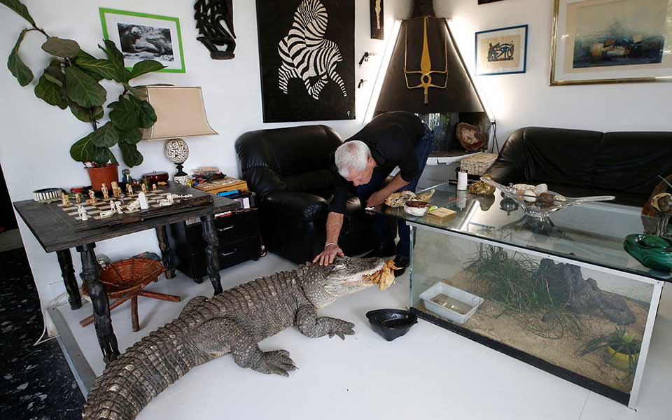 Κροκόδειλοι, φίδια και αράχνες… κατοικίδια στη Νάντη-1