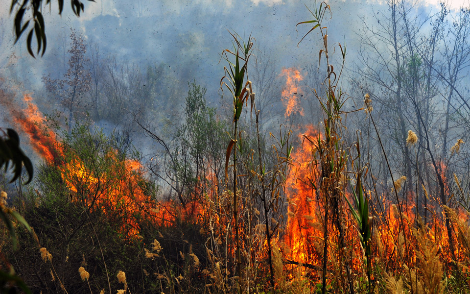 Εκθεση Κομισιόν: 16 εκατ. στρέμματα έχουν καεί στην Ελλάδα από το 1980-4