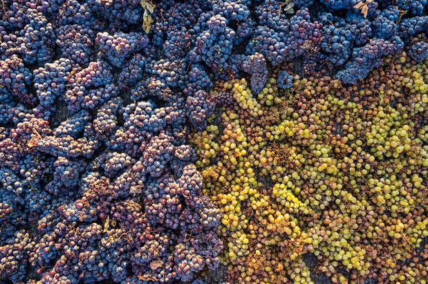 Οινοτουρισμός: Γνωρίζοντας τα αμπελοτόπια-1