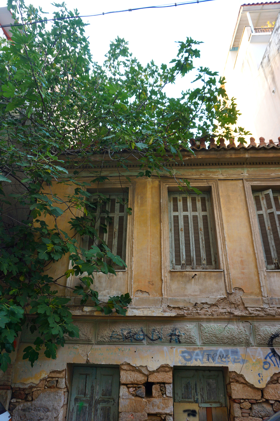 Η γέρικη συκιά της οδού Χαρβούρη-1