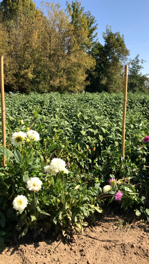 Beauty αποστολή: Στον φυσικό, μαγικό κόσμο της L’Erbolario-7