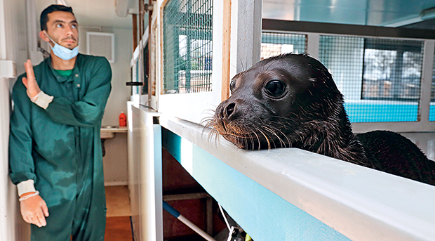 Περιθάλποντας τον Κωστή, το αρσενικό φωκάκι που βρέθηκε στη Φολέγανδρο-1