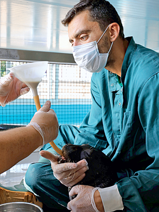 Περιθάλποντας τον Κωστή, το αρσενικό φωκάκι που βρέθηκε στη Φολέγανδρο-2