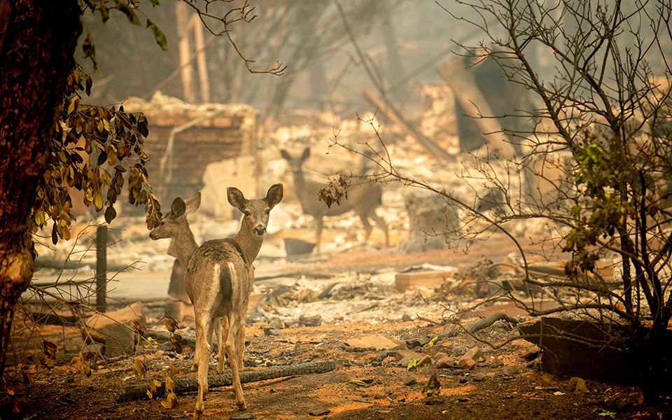 Ξεπέρασαν τους 600 οι αγνοούμενοι από την πυρκαγιά στην Καλιφόρνια-2