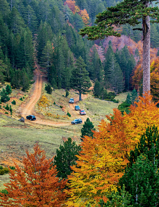 Γρεβενά: Τι κρύβει το δάσος;-3