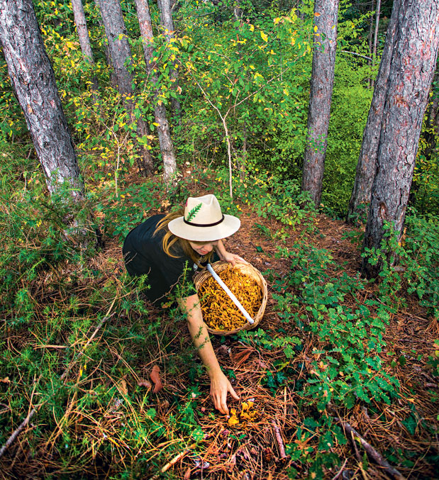 Γρεβενά: Τι κρύβει το δάσος;-1